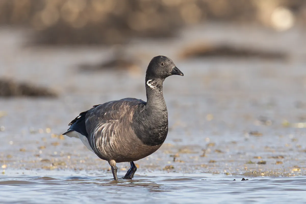 Bernache cravant (Branta bernicla) en alimentation sur l’estran - ©Paul Loonis
