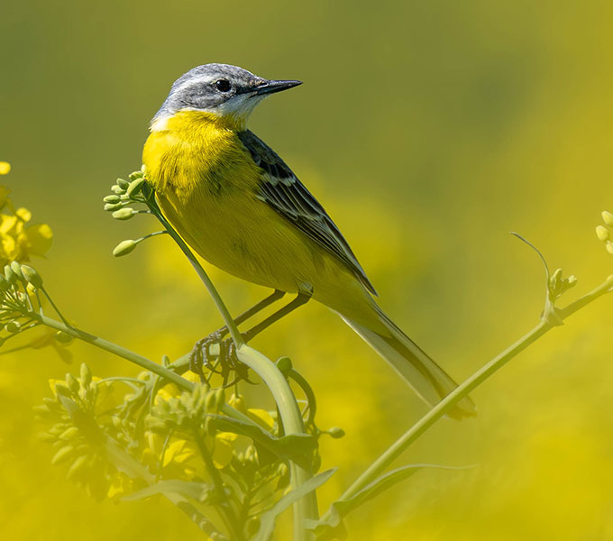 Bergeronnette printanière (Motacilla flava) observée dans son habitat naturel
