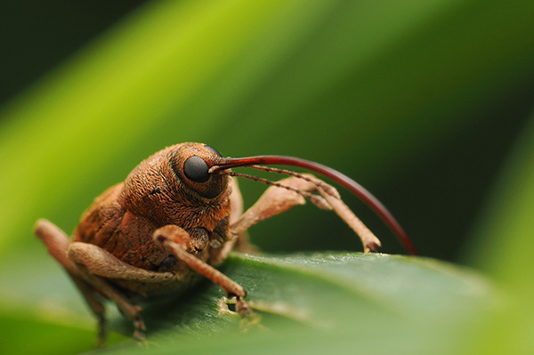 Curculion (Curculio glandium) observé sur une feuille. ©Raphaël Queval