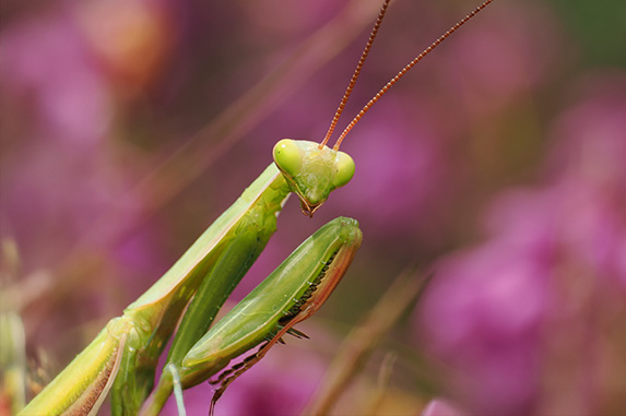Mante religieuse (Mantis religiosa) dans son habitat naturel. ©Raphaël Queval