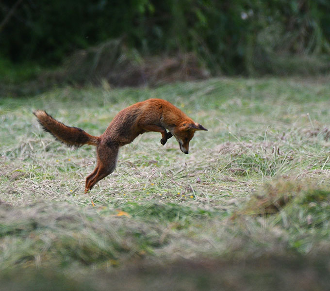 Renard roux observé dans son milieu naturel