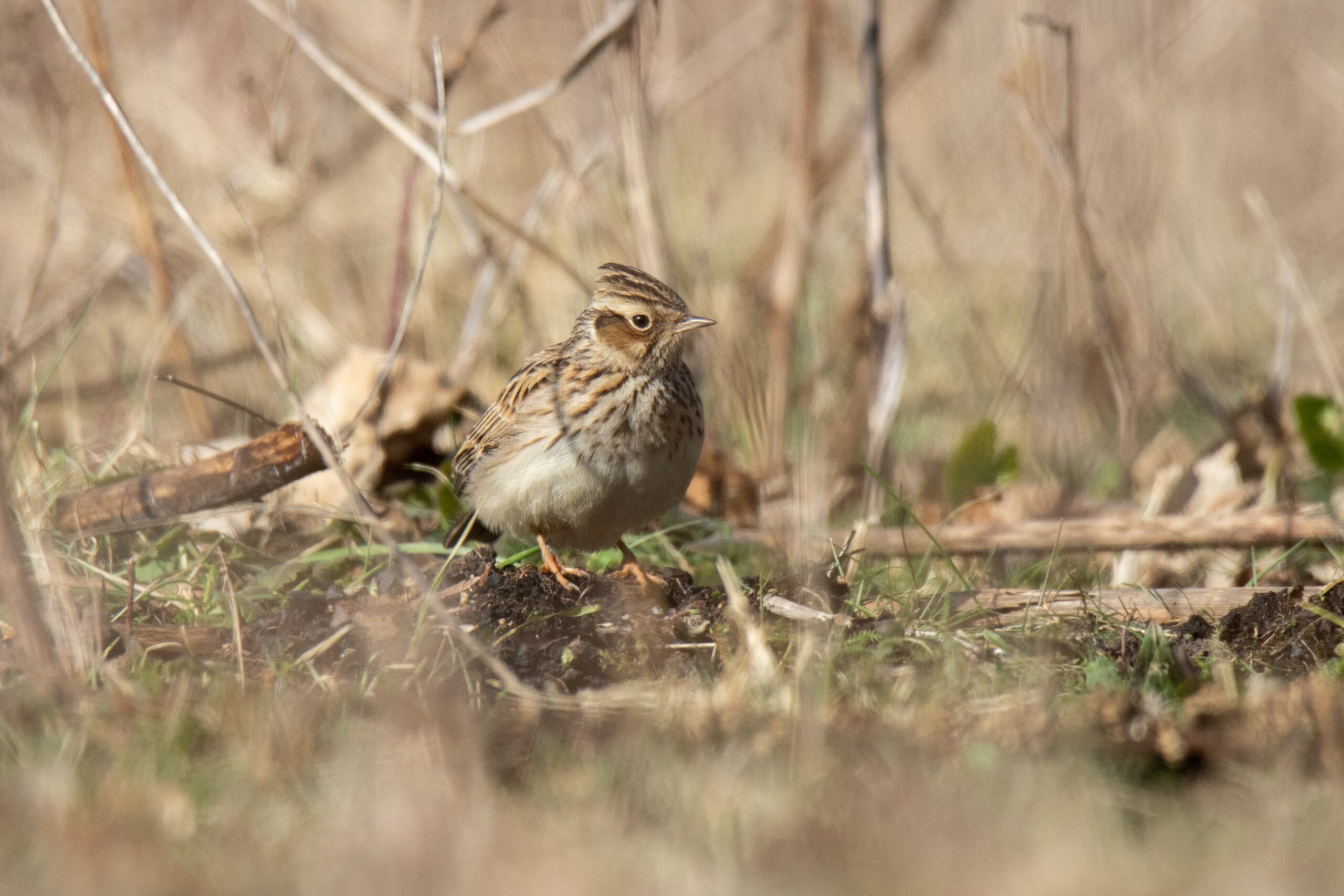 Suivi de l’alouette lulu sur la ZPS « Arrière côte de Dijon et de Beaune » (Côte-d’Or – 21)