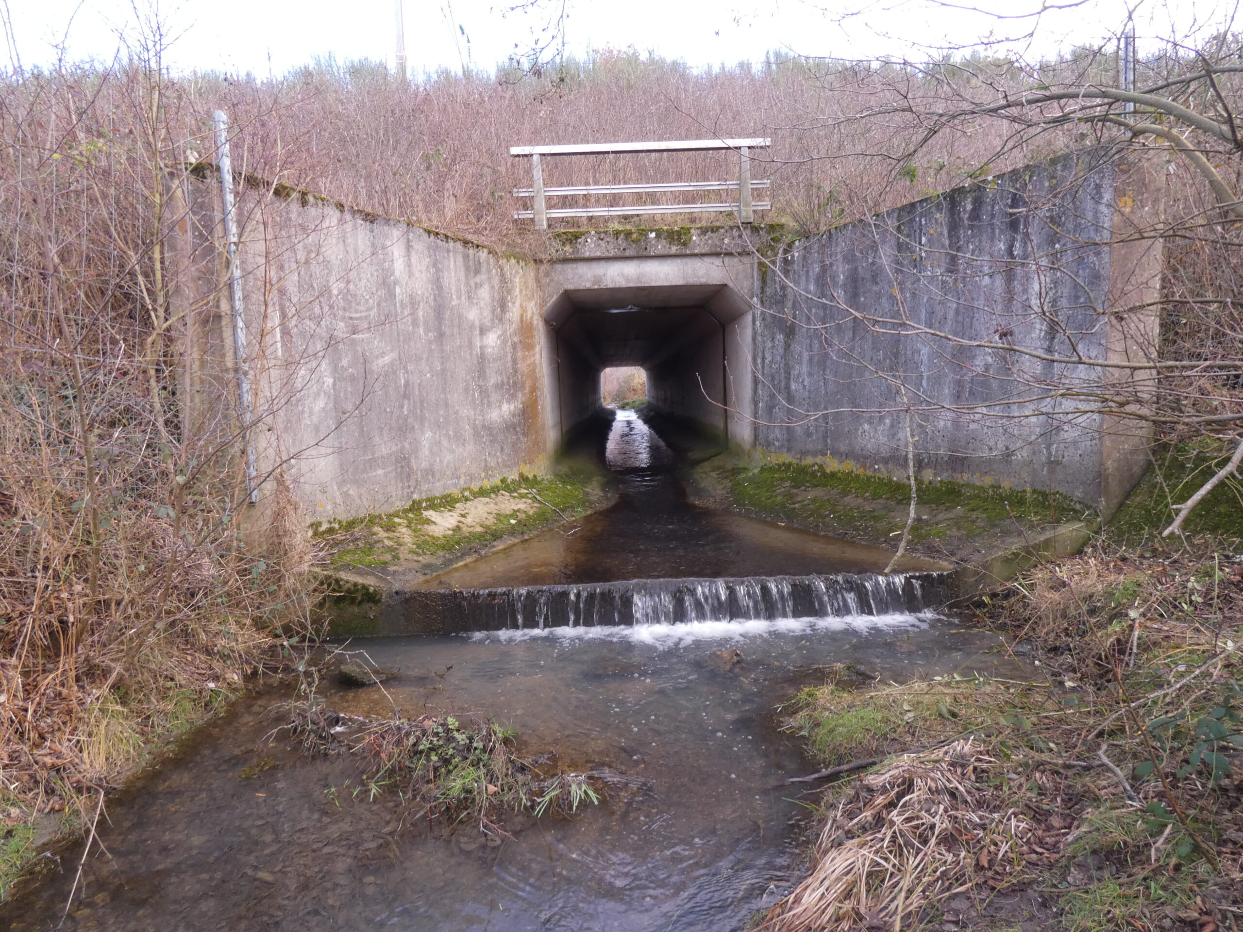 Étude écologique avant travaux de restauration de continuité écologique (Loiret – 45 & Loir-et-Cher – 41)