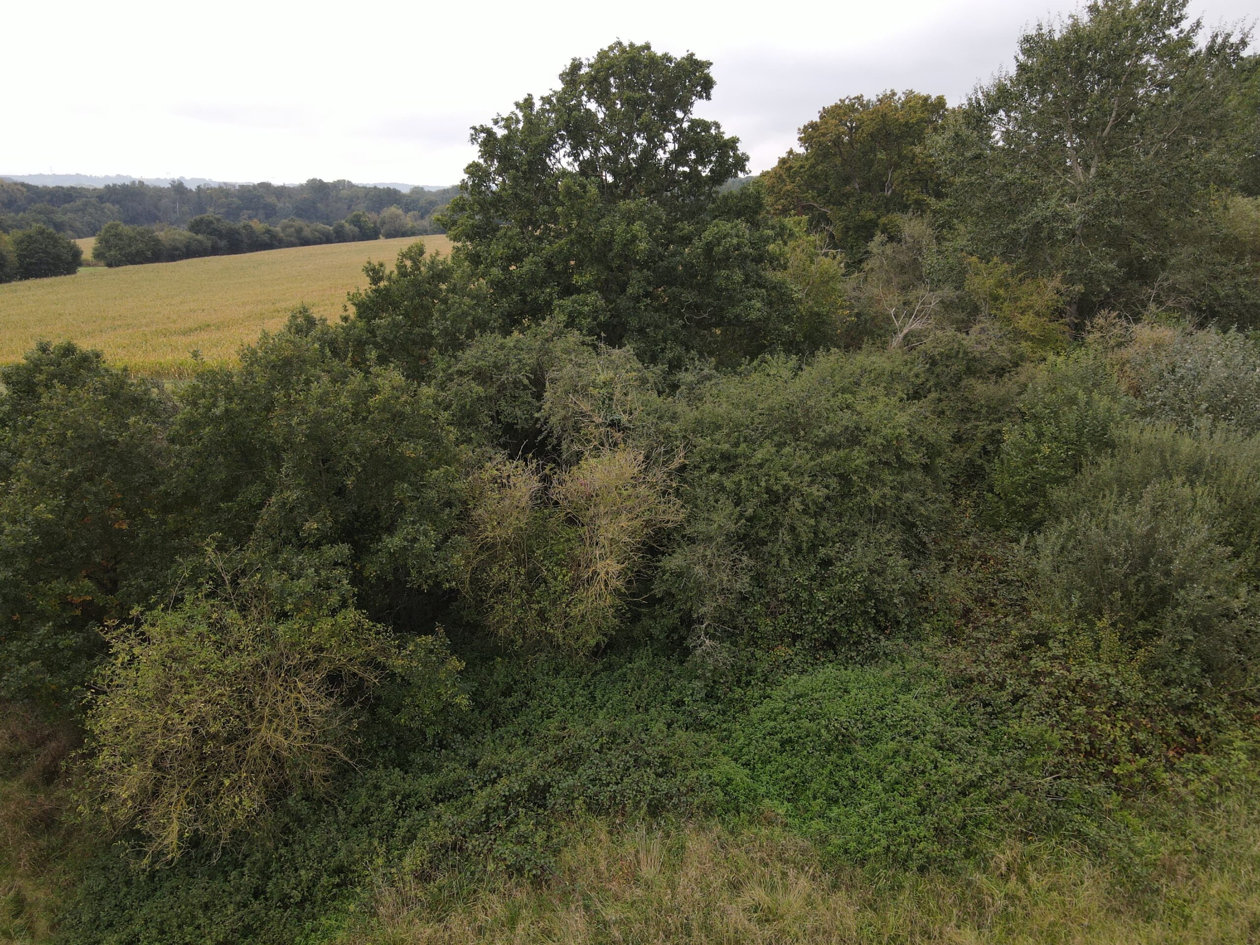 Étude écologique – AVP Zone d’activités : Parc Eco Bray ​(Oise – 60)