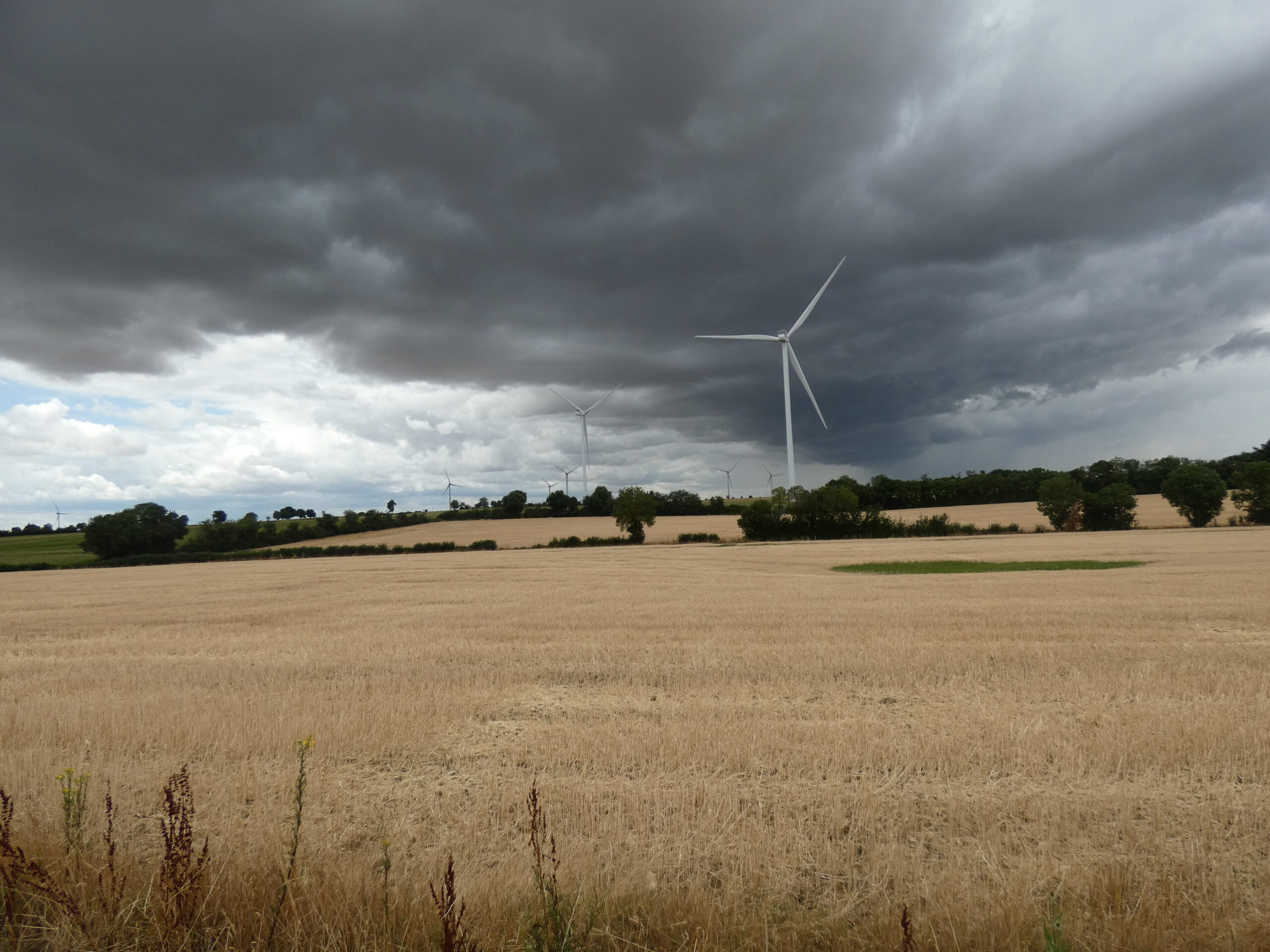 Bio-monitoring des rapaces en période de travaux agricoles (Vienne – 86)