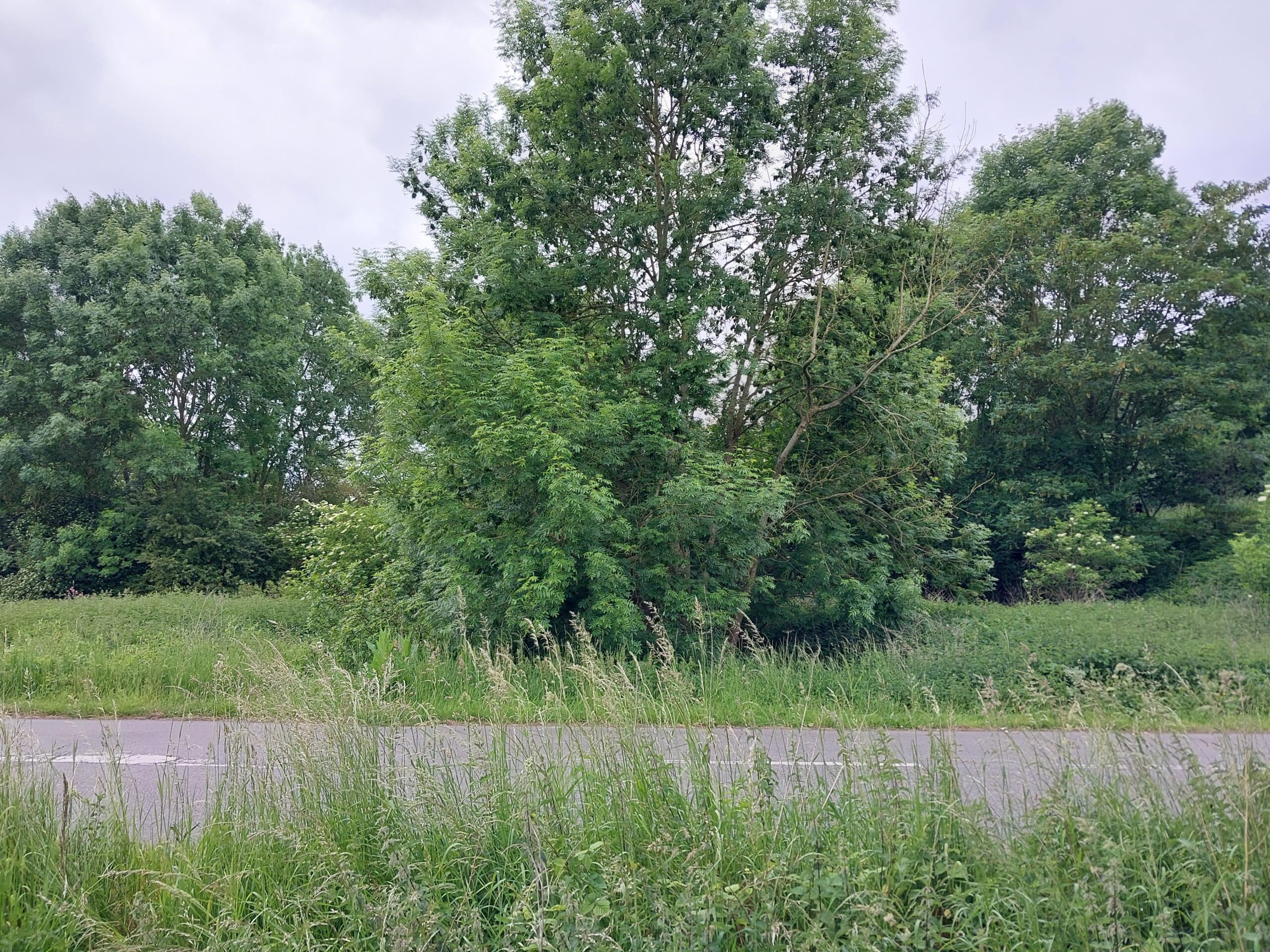 Volet écologique de l’étude d’impact : mise à 2×2 voies de la RD500 et de la RD25 et dossiers réglementaires (Nord – 59)