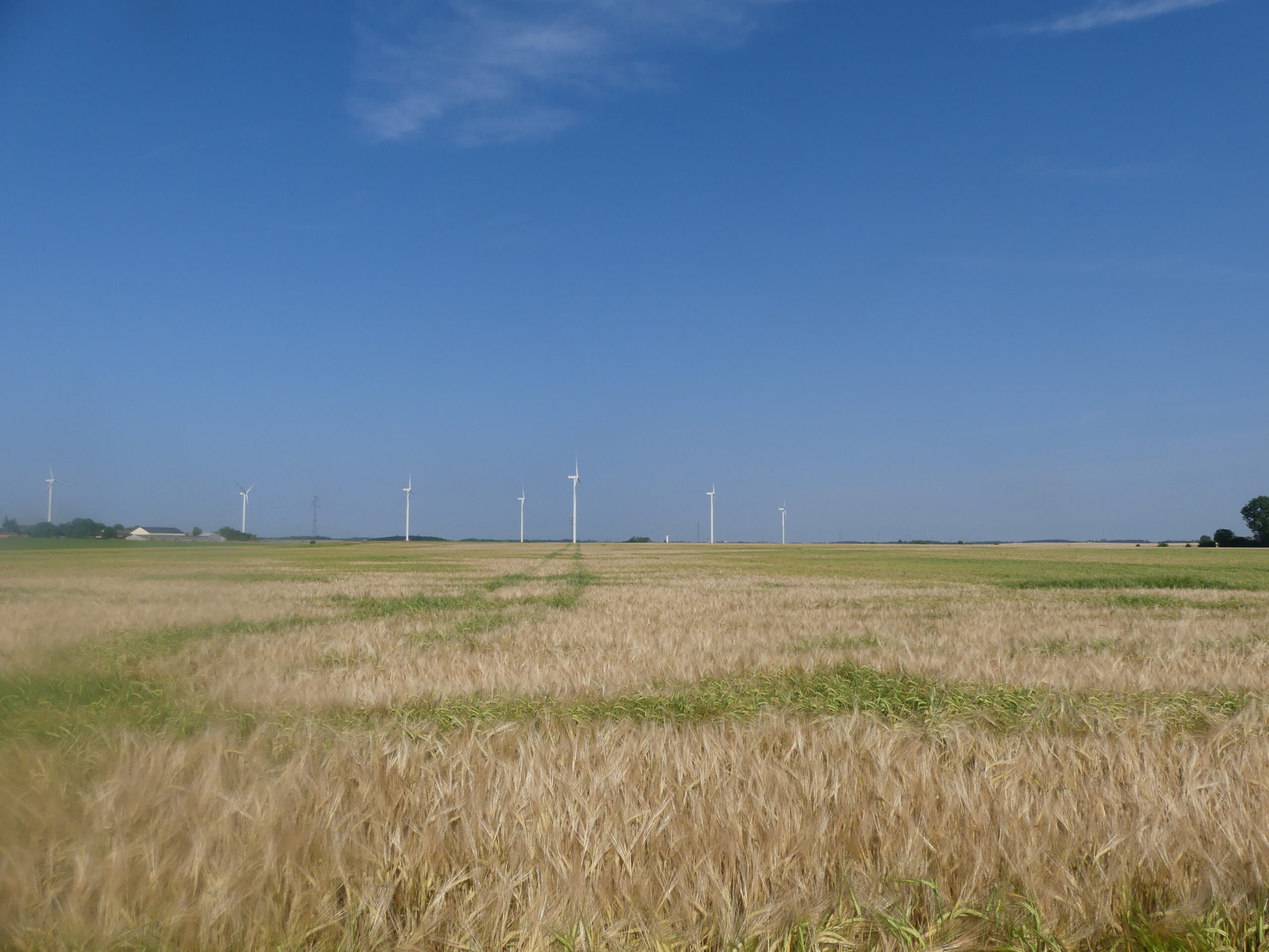 Suivi environnemental post-implantation d’un parc éolien (Loiret – 45)